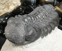 Genuine Fossilized Trilobite