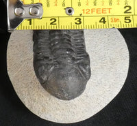 Genuine Fossilized Trilobite