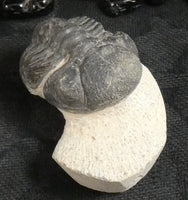 Genuine Fossilized Trilobite