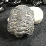 Genuine Fossilized Trilobite