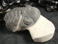 Genuine Fossilized Trilobite