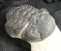 Genuine Fossilized Trilobite