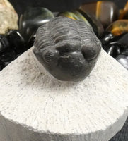 Genuine Fossilized Trilobite