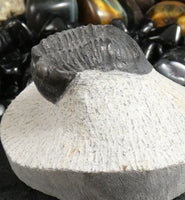 Genuine Fossilized Trilobite