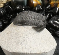 Genuine Fossilized Trilobite