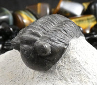 Genuine Fossilized Trilobite