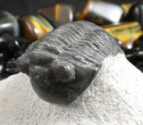 Genuine Fossilized Trilobite