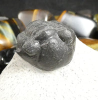 Genuine Fossilized Trilobite