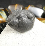 Genuine Fossilized Trilobite