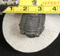 Genuine Fossilized Trilobite