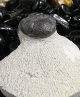 Genuine Fossilized Trilobite