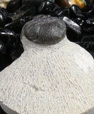 Genuine Fossilized Trilobite