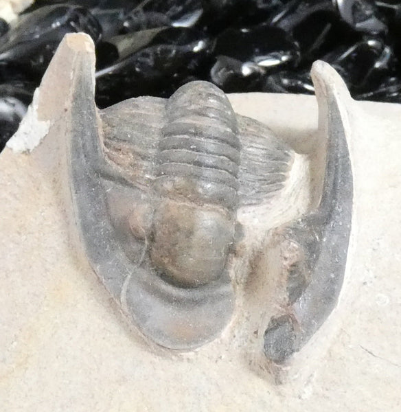 Genuine Fossilized Trilobite