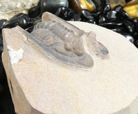 Genuine Fossilized Trilobite