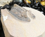Genuine Fossilized Trilobite