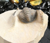 Genuine Fossilized Trilobite