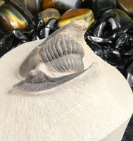 Genuine Fossilized Trilobite