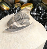 Genuine Fossilized Trilobite