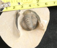 Genuine Fossilized Trilobite