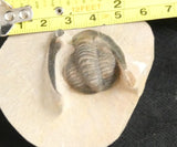 Genuine Fossilized Trilobite