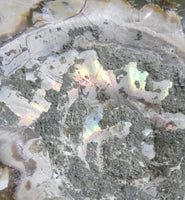 Polished Ammonite Fossil