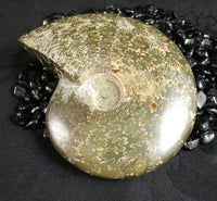 Polished Ammonite Fossil