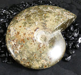 Polished Ammonite Fossil