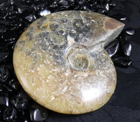 Polished Ammonite Fossil