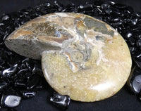 Polished Ammonite Fossil