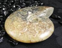 Polished Ammonite Fossil