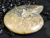 Polished Ammonite Fossil
