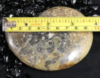 Polished Ammonite Fossil