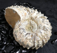 Ammonite Fossil