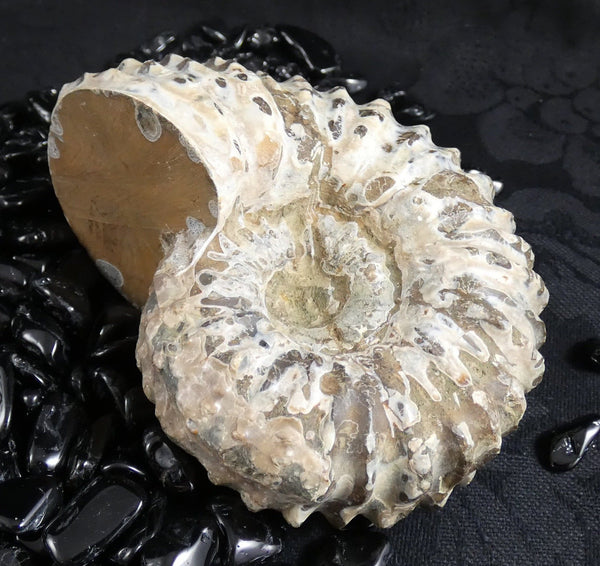 Ammonite Fossil