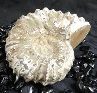 Ammonite Fossil