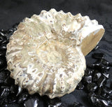 Ammonite Fossil