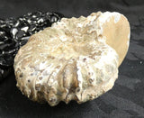 Ammonite Fossil