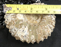 Ammonite Fossil