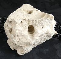 Fossilized Shells & Imprints in Crystallized Matrix
