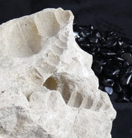 Fossilized Shells & Imprints in Crystallized Matrix