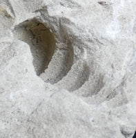 Fossilized Shells & Imprints in Crystallized Matrix