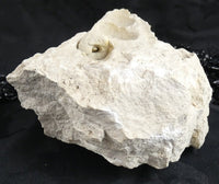 Fossilized Shells & Imprints in Crystallized Matrix