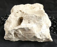 Fossilized Shells & Imprints in Crystallized Matrix