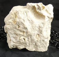 Fossilized Shells & Imprints in Crystallized Matrix