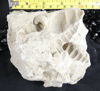 Fossilized Shells & Imprints in Crystallized Matrix