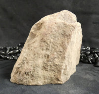 Genuine Dinosaur Bone