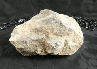 Genuine Dinosaur Bone