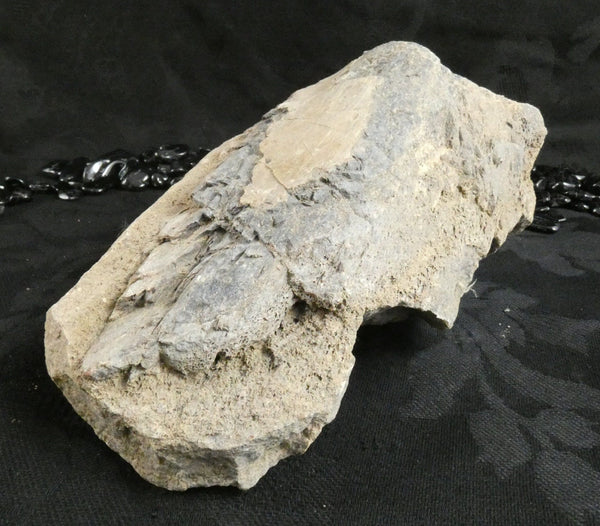 Genuine Dinosaur Bone