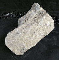 Genuine Dinosaur Bone