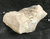 Genuine Dinosaur Bone
